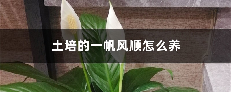 土培的一帆风顺怎么养,土培一帆风顺好吗 土培的一帆风顺怎么养,土培一帆风顺好吗