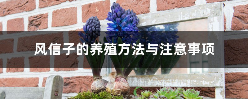 风信子的养殖方法与注意事项,风信子的图片 风信子的养殖方法与注意事项,风信子的图片