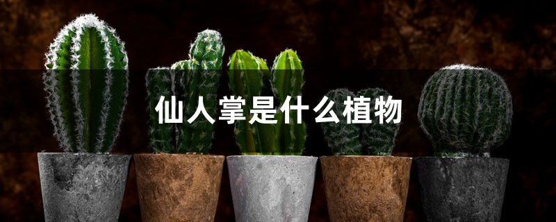 仙人掌是什么植物,仙人掌的用途 仙人掌是什么植物,仙人掌的用途