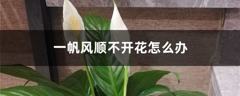 一帆风顺不开花怎么办,不开花的原因 一帆风顺不开花怎么办,不开花的原因