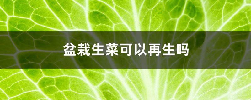 盆栽生菜可以再生吗,种子发芽后应该怎么浇水 盆栽生菜可以再生吗,种子发芽后应该怎么浇水