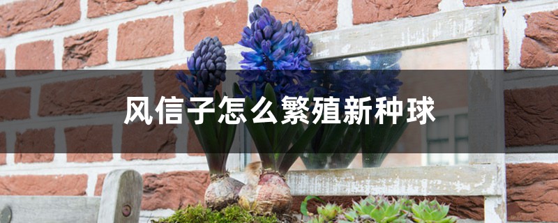 风信子怎么繁殖新种球 风信子怎么繁殖新种球