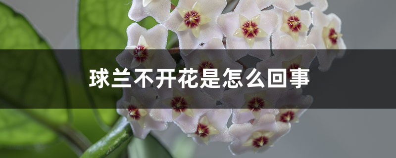 球兰不开花是怎么回事 球兰不开花是怎么回事