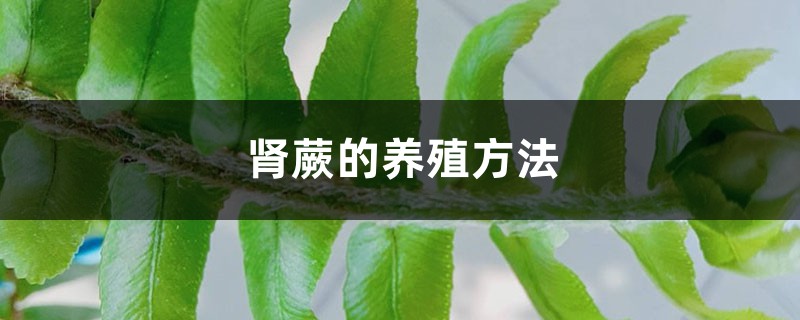 肾蕨的养殖方法 肾蕨的养殖方法