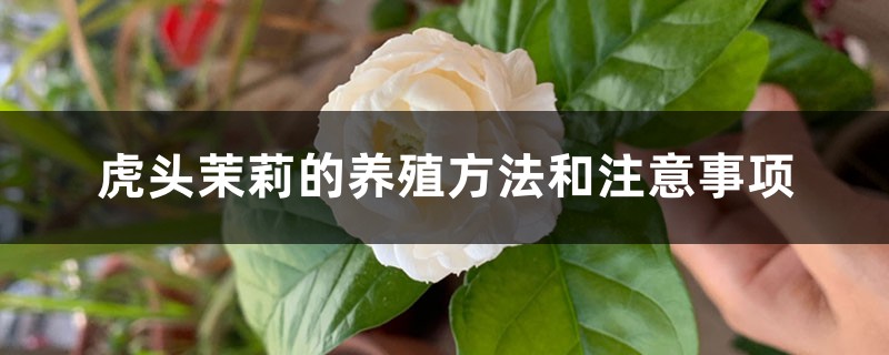 虎头茉莉的养殖方法和注意事项 虎头茉莉的养殖方法和注意事项