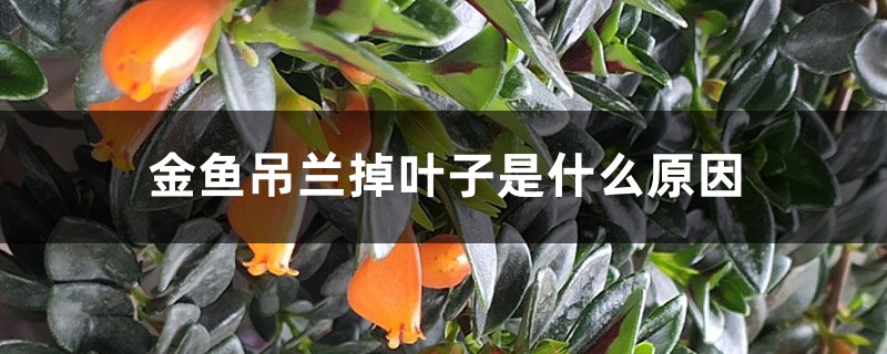金鱼吊兰掉叶子是什么原因,怎样补救 金鱼吊兰掉叶子是什么原因,怎样补救