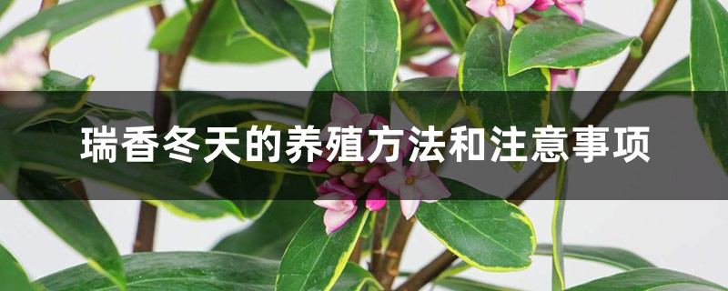 瑞香冬天的养殖方法和注意事项 瑞香冬天的养殖方法和注意事项