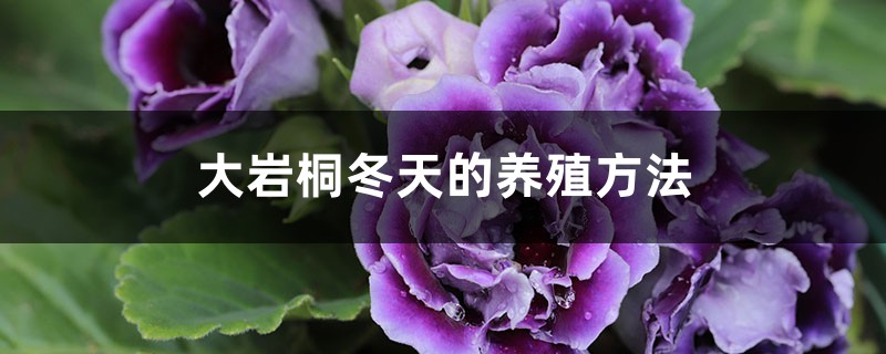 大岩桐冬天的养殖方法 大岩桐冬天的养殖方法