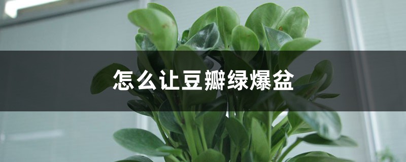 怎么让豆瓣绿爆盆,摘心摘哪里 怎么让豆瓣绿爆盆,摘心摘哪里