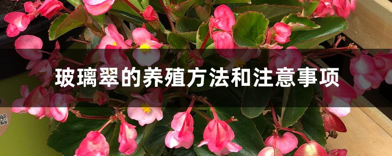 玻璃翠的养殖方法和注意事项 玻璃翠的养殖方法和注意事项
