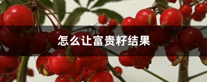 怎么让富贵籽结果,落果了怎么办 怎么让富贵籽结果,落果了怎么办