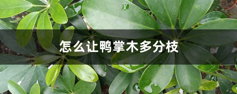 怎么让鸭掌木多分枝,怎么修剪造型 怎么让鸭掌木多分枝,怎么修剪造型