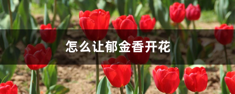 怎么让郁金香开花,开花后怎么处理 怎么让郁金香开花,开花后怎么处理