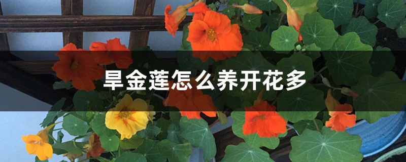 旱金莲怎么养开花多,如何养爆盆 旱金莲怎么养开花多,如何养爆盆