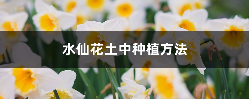 水仙花土中种植方法,水仙花种球开花后怎么保存 水仙花土中种植方法,水仙花种球开花后怎么保存