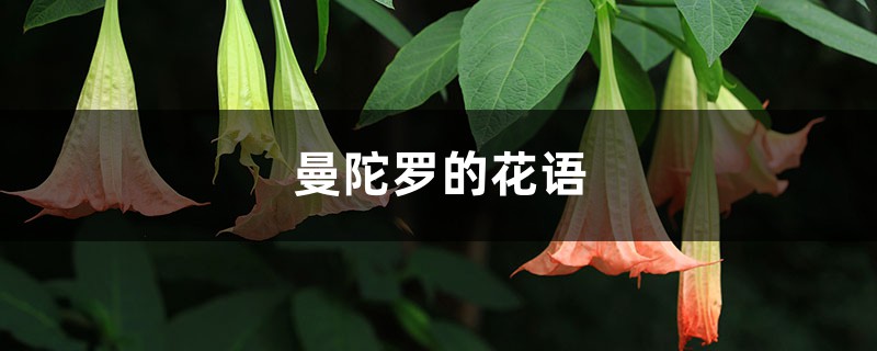 曼陀罗的花语和寓意,有什么传说故事 曼陀罗的花语和寓意,有什么传说故事