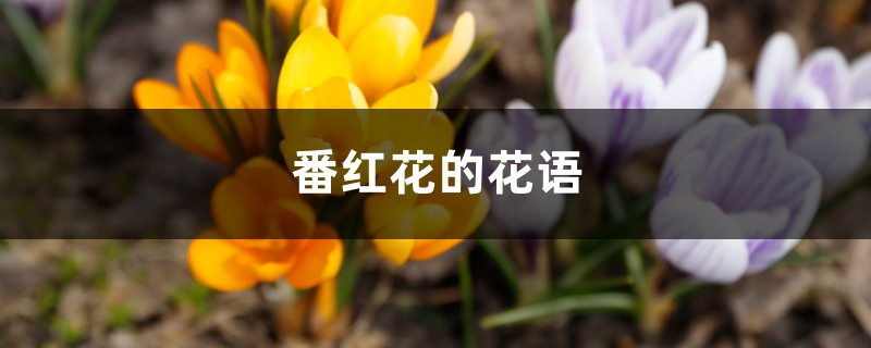 番红花的花语和寓意,有什么传说故事 番红花的花语和寓意,有什么传说故事