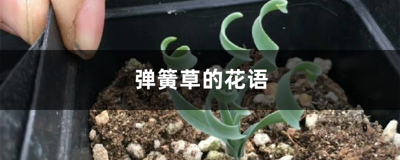 弹簧草的花语和寓意,适合送给什么人 弹簧草的花语和寓意,适合送给什么人