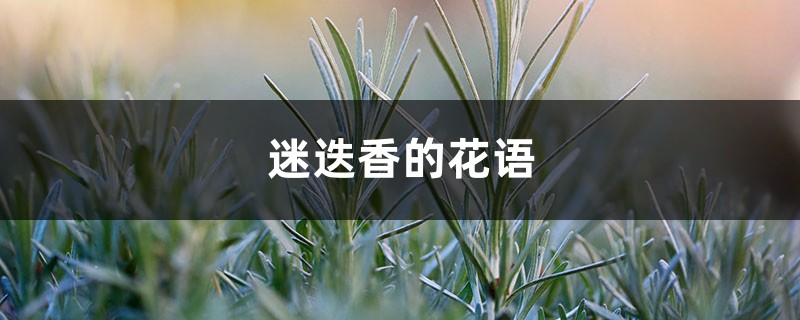 迷迭香的花语和寓意,有什么传说故事 迷迭香的花语和寓意,有什么传说故事