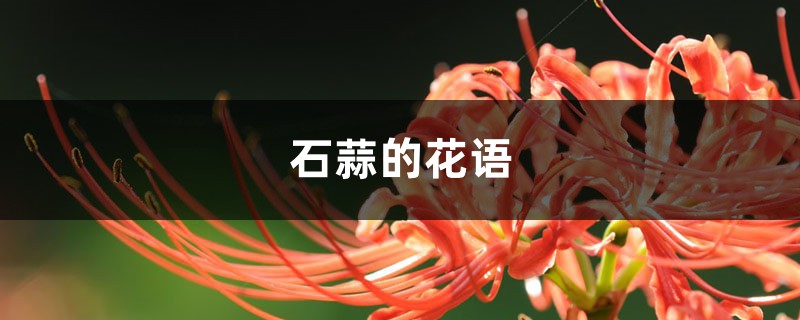 石蒜的花语和寓意,有什么传说故事 石蒜的花语和寓意,有什么传说故事