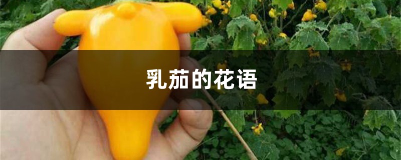 乳茄的花语和寓意,有什么传说故事 乳茄的花语和寓意,有什么传说故事