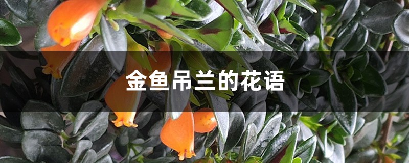 金鱼吊兰的花语和寓意,送人有什么禁忌 金鱼吊兰的花语和寓意,送人有什么禁忌