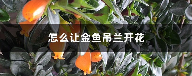 怎么让金鱼吊兰开花,开花期怎么养 怎么让金鱼吊兰开花,开花期怎么养