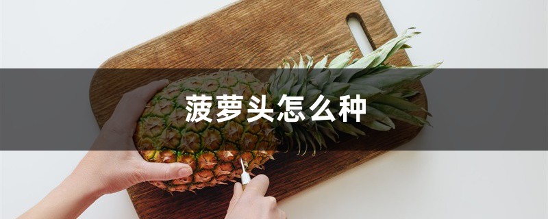 菠萝头怎么种,种多久能结菠萝 菠萝头怎么种,种多久能结菠萝
