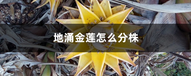 地涌金莲怎么分株,怎么移栽 地涌金莲怎么分株,怎么移栽
