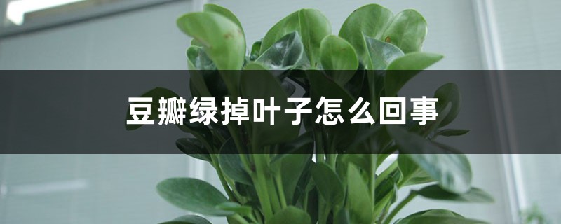 豆瓣绿掉叶子怎么回事,怎么补救 豆瓣绿掉叶子怎么回事,怎么补救