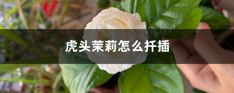 虎头茉莉怎么扦插,怎么剪枝 虎头茉莉怎么扦插,怎么剪枝