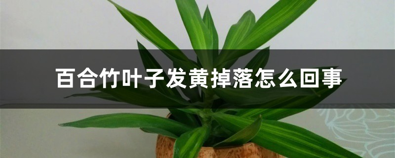 百合竹叶子发黄掉落怎么回事,怎么办 百合竹叶子发黄掉落怎么回事,怎么办