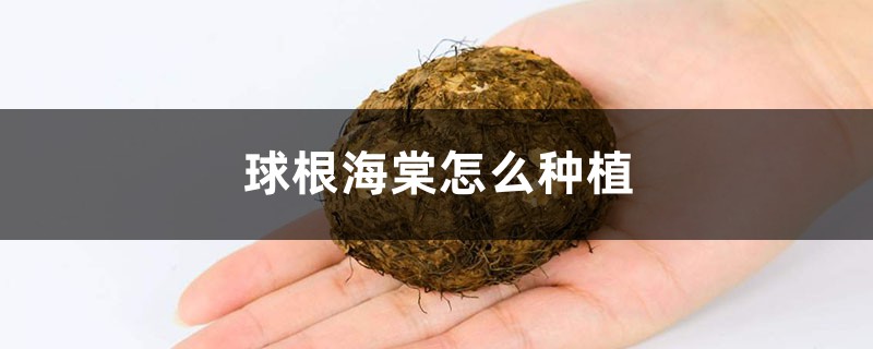 球根海棠怎么种植,用什么土种植 球根海棠怎么种植,用什么土种植