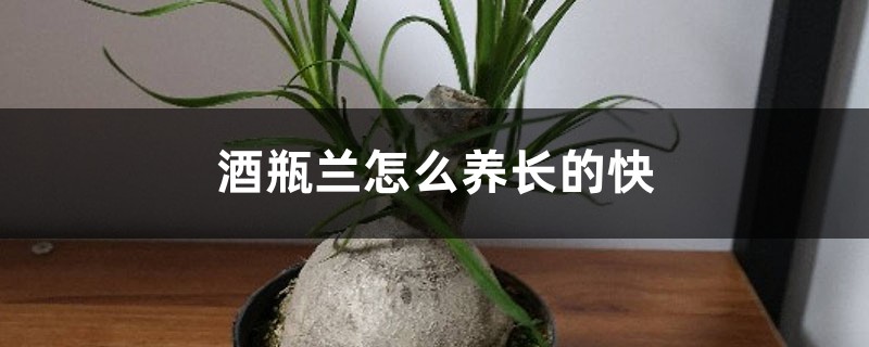 酒瓶兰怎么养长得快,家养能长多高 酒瓶兰怎么养长得快,家养能长多高