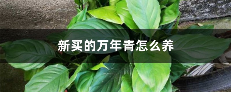 新买的万年青怎么养 新买的万年青怎么养