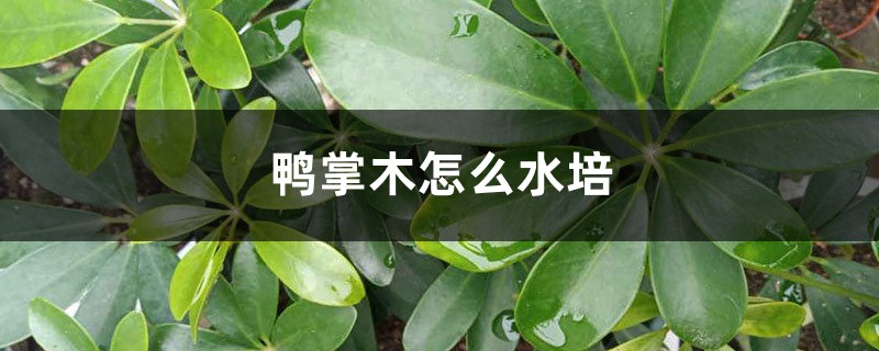 鸭掌木怎么水培,水培还是土培好 鸭掌木怎么水培,水培还是土培好