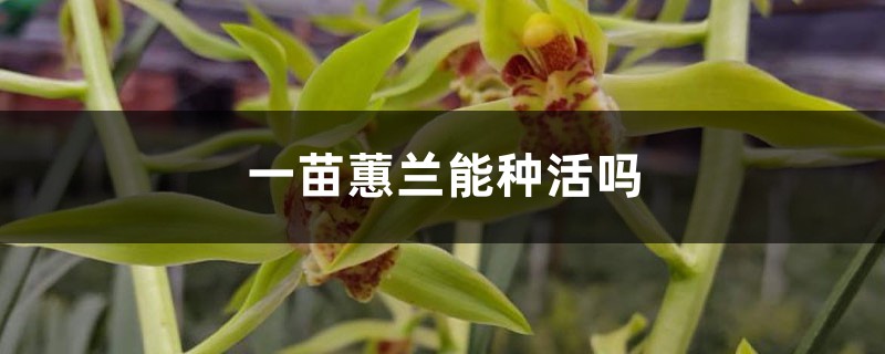 一苗蕙兰能种活吗,浅栽还是深栽 一苗蕙兰能种活吗,浅栽还是深栽
