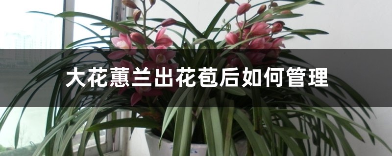 大花蕙兰出花苞后如何管理,有花苞了怎么浇水 大花蕙兰出花苞后如何管理,有花苞了怎么浇水