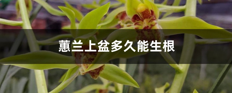 蕙兰上盆多久能生根,服盆要多长时间 蕙兰上盆多久能生根,服盆要多长时间
