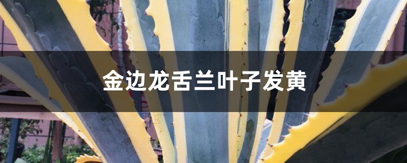金边龙舌兰黄叶的原因和处理方法 金边龙舌兰黄叶的原因和处理方法