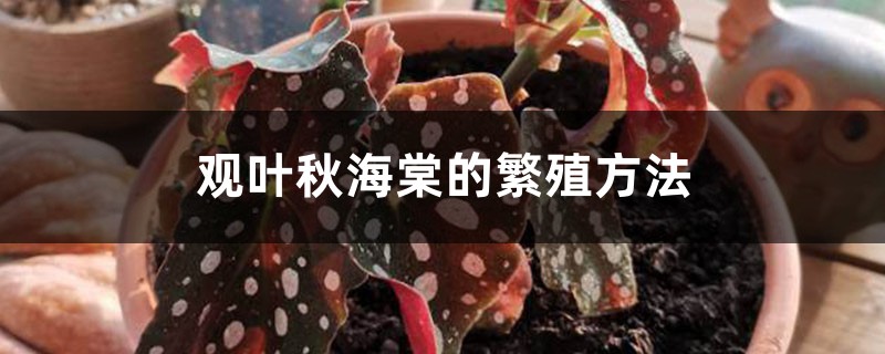 观叶秋海棠的繁殖方法，叶子能繁殖吗