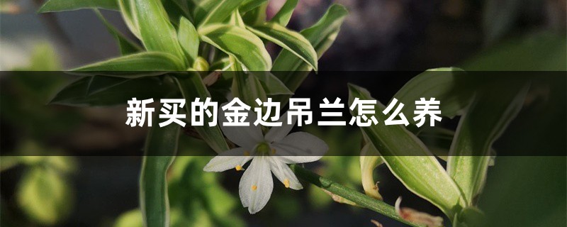 新买的金边吊兰怎么养 新买的金边吊兰怎么养