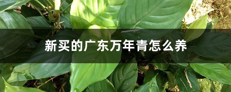 新买的广东万年青怎么养 新买的广东万年青怎么养