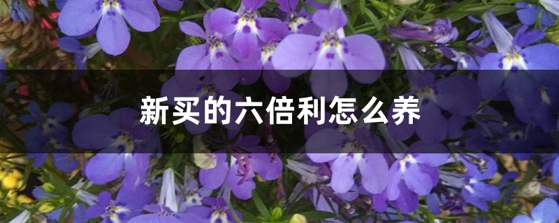 新买的六倍利怎么养 新买的六倍利怎么养