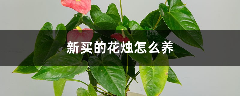 新买的花烛怎么养 新买的花烛怎么养