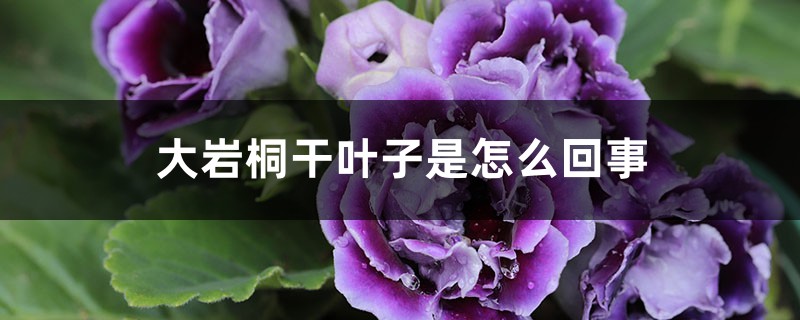 大岩桐干叶子是怎么回事 大岩桐干叶子是怎么回事
