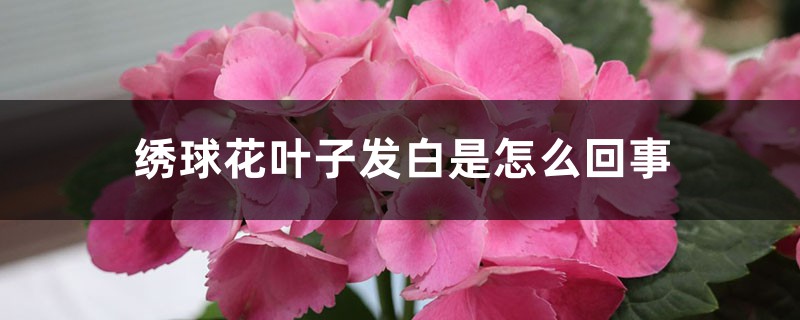 绣球花叶子发白是怎么回事,怎么治 绣球花叶子发白是怎么回事,怎么治