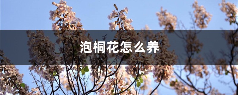泡桐花怎么养,种植技术 泡桐花怎么养,种植技术