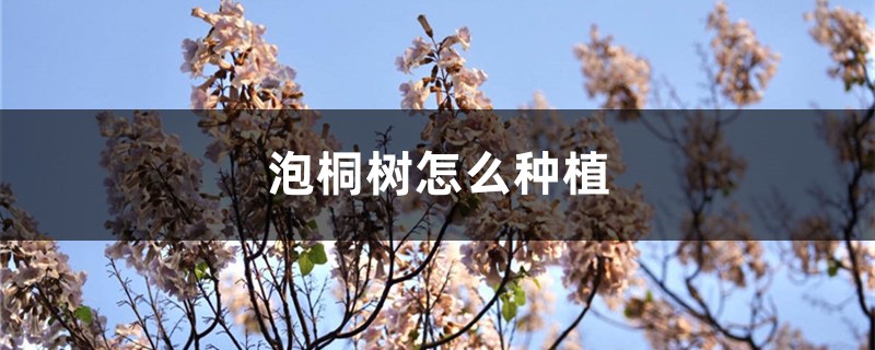 泡桐树怎么种植,怎么才能栽活 泡桐树怎么种植,怎么才能栽活
