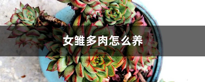 女雏多肉怎么养,多久能养爆盆 女雏多肉怎么养,多久能养爆盆
